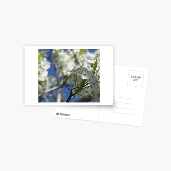 Item preview, Apple blossoms designed and sold by Diane Arndt.