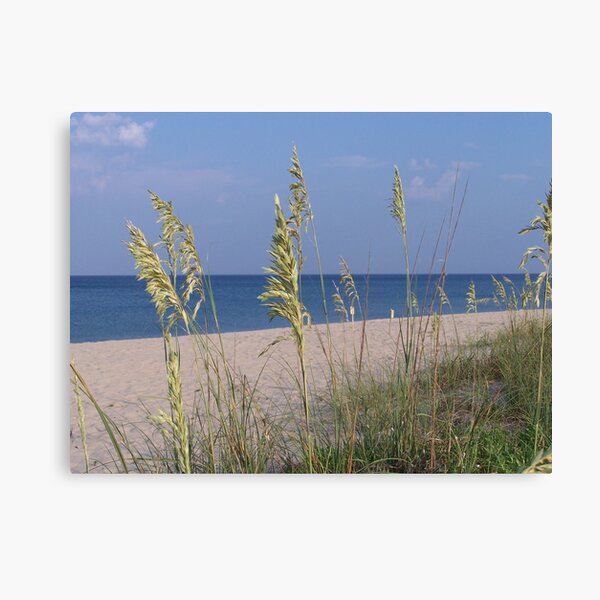Sea Oats Canvas Print