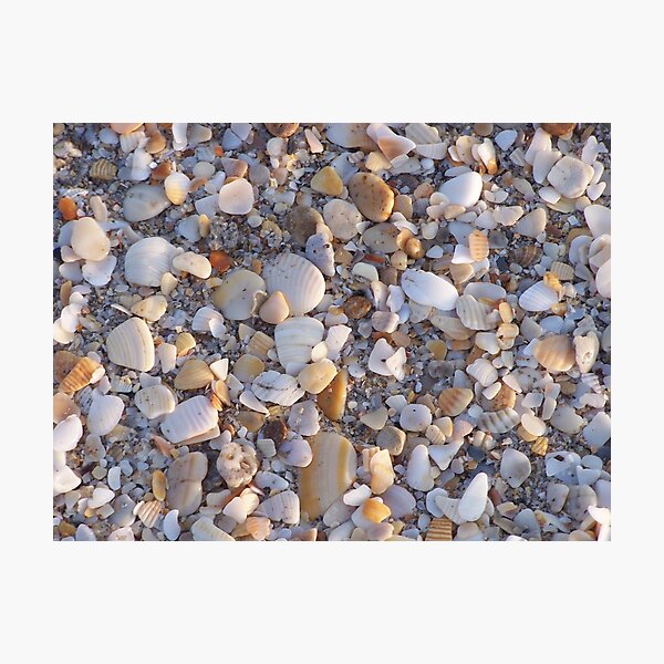 Shell Hash Photographic Print