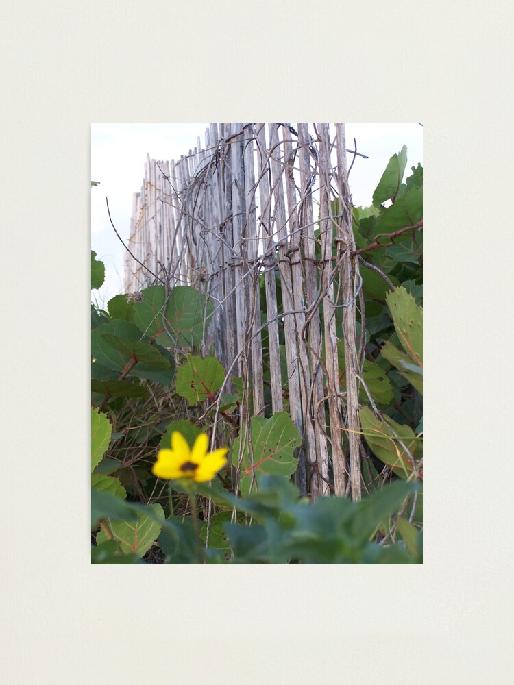 Thumbnail 2 of 3, Photographic Print, Beach Fence With Flowers designed and sold by DianaTaylor/ JacksonDunes.