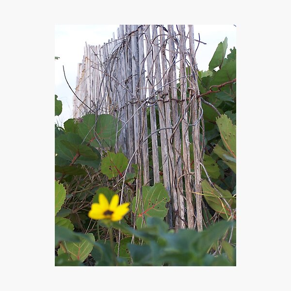 Photographic Print