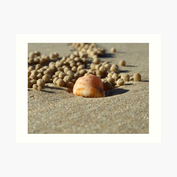 A crab's life! Art Print