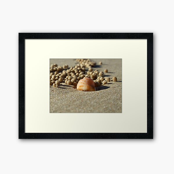A crab's life! Framed Art Print