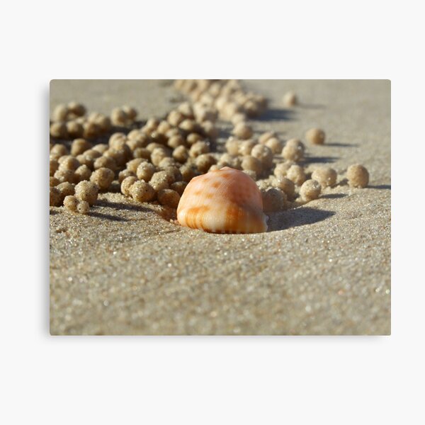 A crab's life! Metal Print
