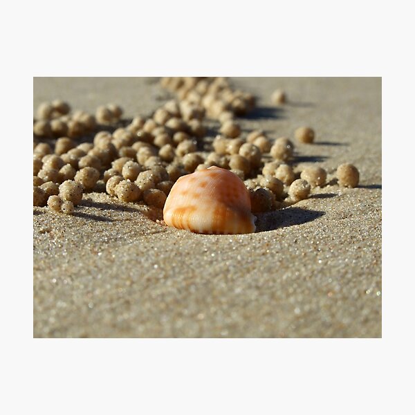 A crab's life! Photographic Print