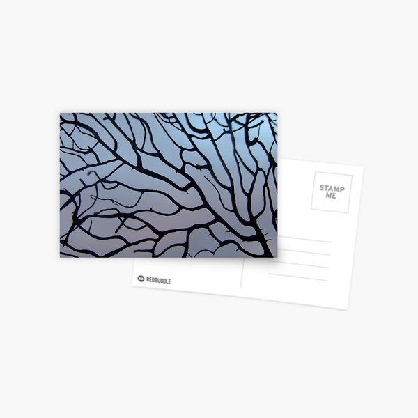 see thru Postcard