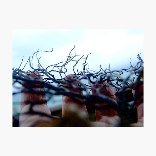 seaweed Photographic Print