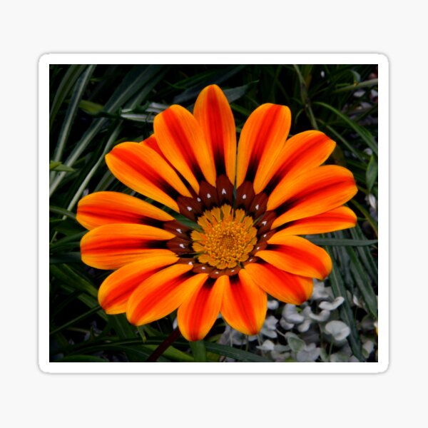 Item preview, Red striped Daisy, Gazania designed and sold by Schoensl.