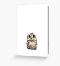 Little Owl Greeting Card