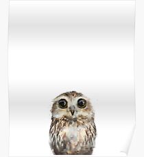 Little Owl Poster