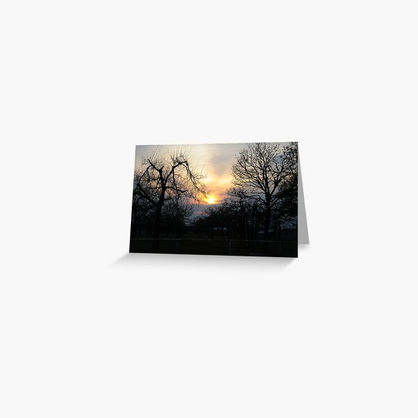 Trees At Sunset Greeting Card
