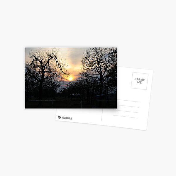Trees At Sunset Postcard