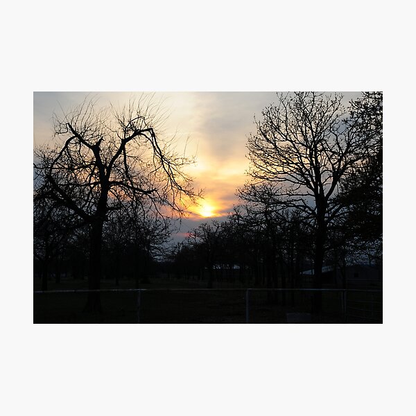 Trees At Sunset Photographic Print