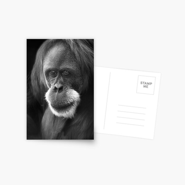 The Elder Postcard