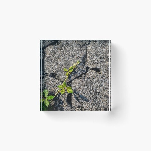 Item preview, Brambles 2 designed and sold by Arc1.