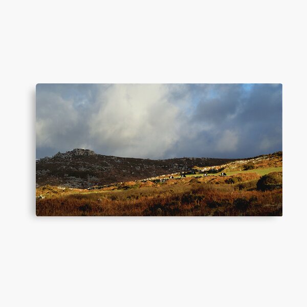 Some light, some shade and a few cows. Canvas Print