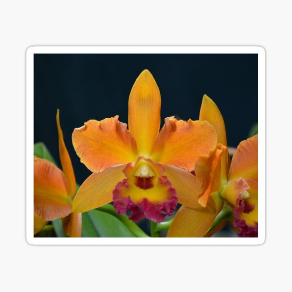 Item preview, yellow-orange Cymbidium Orchid designed and sold by Schoensl.