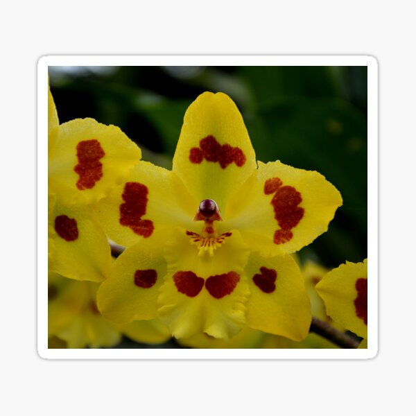 Item preview, Oncidium Orchid yellow with red dots  designed and sold by Schoensl.