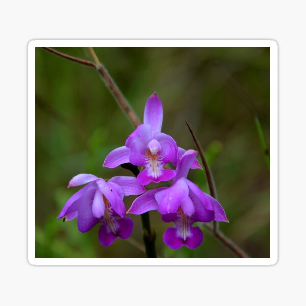 Item preview, violet Cymbidium Orchid Peru designed and sold by Schoensl.