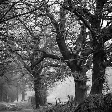 Artwork thumbnail, Tree stories by Tadas Svetikas
