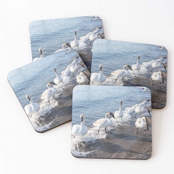 Item preview, Cold Swan Splash - Wild Trumpeters Family Walk on a Snowy Beach designed and sold by Georgia Mizuleva.