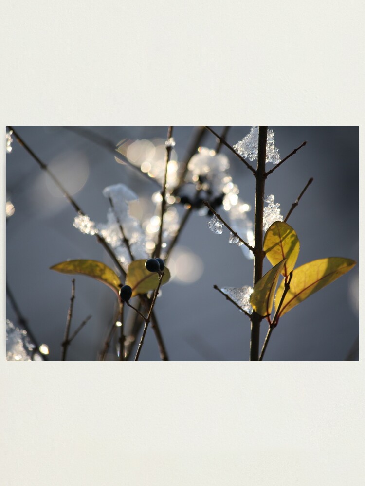 Alternate view of First Snow Photographic Print