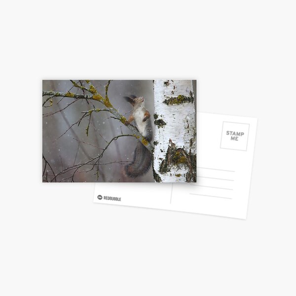 Dreamer Postcard