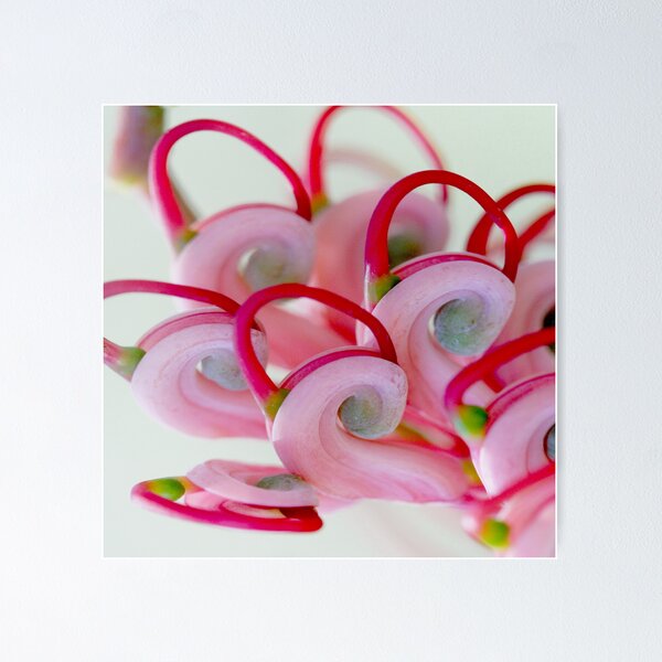 Item preview, Grevillea heliosperma designed and sold by andrachne.