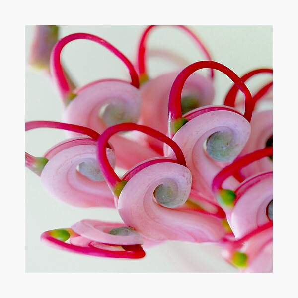 Item preview, Grevillea heliosperma designed and sold by andrachne.