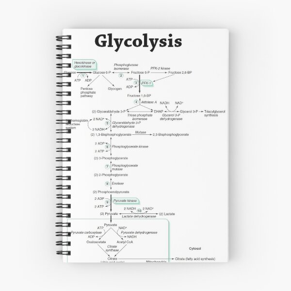 Item preview, Glycolysis pathway biochemistry biochemical designed and sold by vbalazs726.