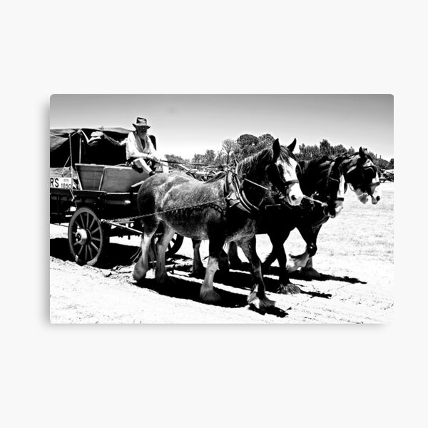 Heavy horses Canvas Print