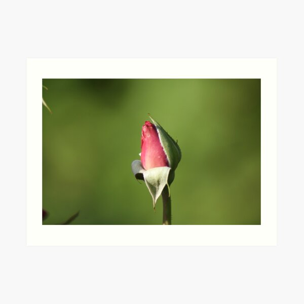 Yet to Bloom Art Print