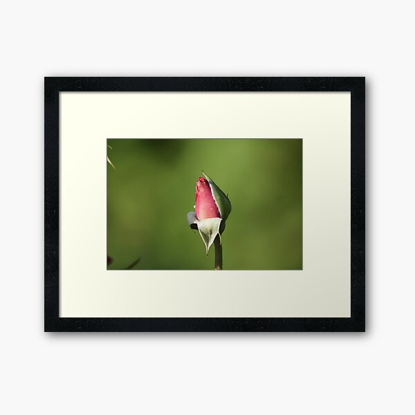 Yet to Bloom Framed Art Print