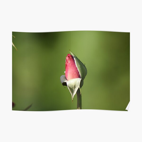 Yet to Bloom Poster