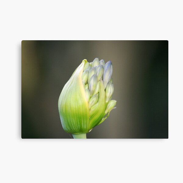 Bud Canvas Print