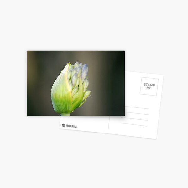 Bud Postcard