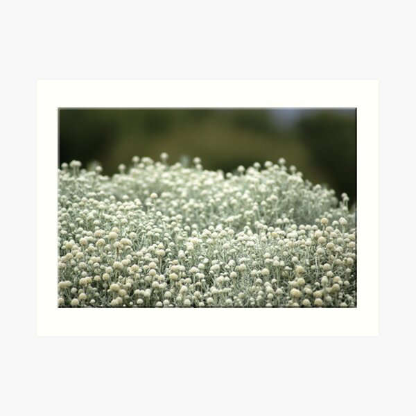 White fields Art Print