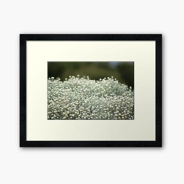 White fields Framed Art Print