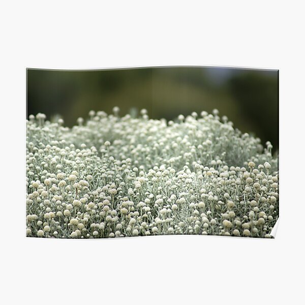 White fields Poster