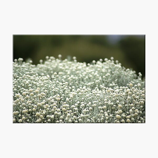 White fields Photographic Print