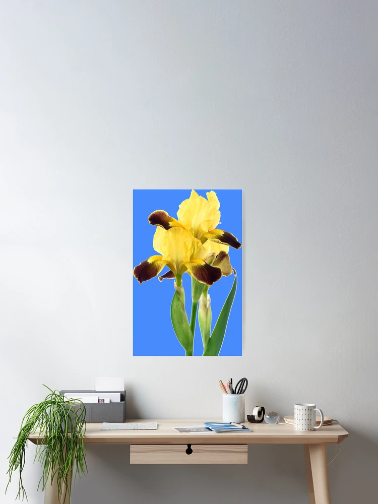Thumbnail 2 of 3, Poster, Bearded iris designed and sold by Chris Burrows.
