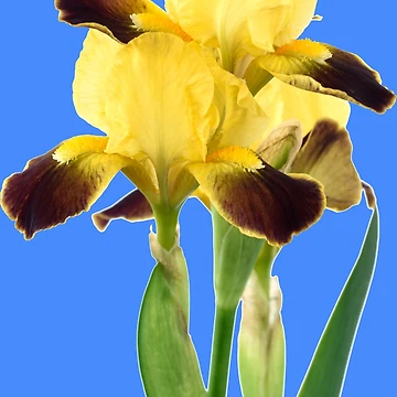 Artwork thumbnail, Bearded iris by Chris Burrows
