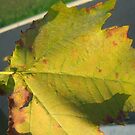 #plantpathology #grapeleaves #mapleleaf #autumn #leaf #nature #tree #outdoors by znamenski