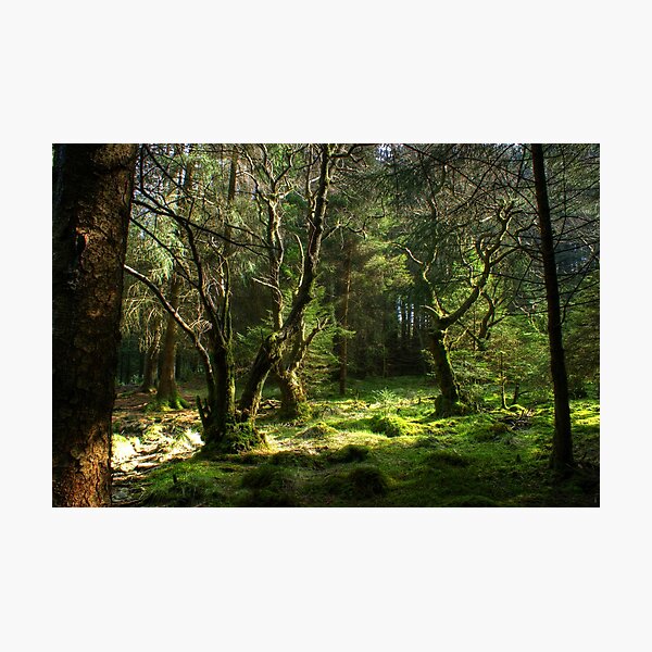 Item preview, Forest Glade designed and sold by Jamie  Green.