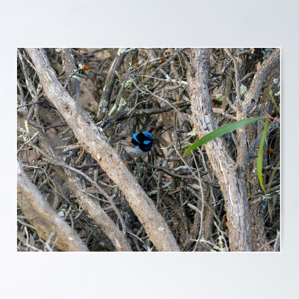 Item preview, Blue Wren designed and sold by Varietas.
