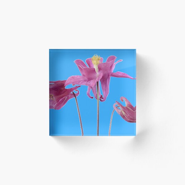 Aperçu de l'œuvre Aquilegia Columbine créée et vendue par Chris Burrows.