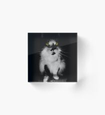Gruselige Katze Acrylblock