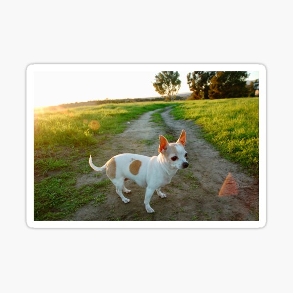 Item preview, Chihuahua in the Meadow designed and sold by hkt282844.