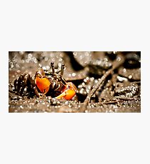 Camouflage? Photographic Print