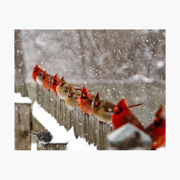 Item preview, The Jury is Out - Northern Cardinals on a fence designed and sold by carol estes.